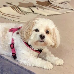 Meet your Posher, Rachel